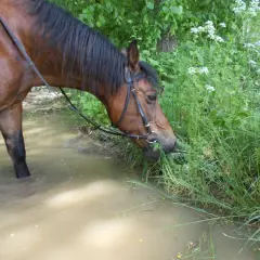 Brązowy koń w wodzie je trawę. Warto wiedzieć, jak odstraszyć końskie muchy, by koń czuł się komfortowo.