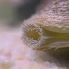 Extrémité d'une **anodonte chinoise** avec ses filaments délicats, posée sur un lit de sable fin.