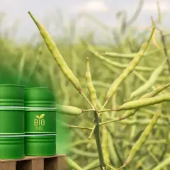 Zielone beczki z napisem "BIO FUEL" na tle dojrzewającego rzepaku. Analiza ceny rzepaku na giełdzie MATIF.
