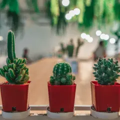 Cinq cactus en pots rouges, dont une bouture cactus orange vif, alignés sur une étagère blanche.