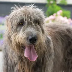Ein Irish Wolfhound mit hängender Zunge, dessen Fell etwas struppig aussieht. Bei dieser Rasse sind einige irischer Wolfshund Krankheiten zu beachten.