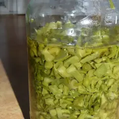 Sok z żyworódki na spirytusie w słoiku. Pokrojone liście żyworódki zalane alkoholem, gotowe do maceracji.
