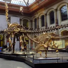 Szkielety dinozaurów w muzeum natury Berlin. Dwa ogromne szkielety dinozaurów, jeden z długą szyją, dominują w przestronnej sali.