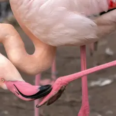 Różowe flamingi zawdzięczają swój kolor diecie bogatej w karotenoidy. Ptak pochyla głowę, by zjeść, co wyjaśnia, dlaczego flamingi są różowe.