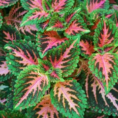 Foglie di coleus in casa, con striature verdi, rosa e nere che creano un disegno vibrante.