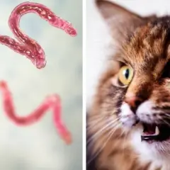 Würmer bei Katzen: Symptome erkennen und rechtzeitig handeln