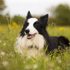 Inteligentny border collie leży w trawie, otoczony polnymi kwiatami. Jego czarno-białe futro i bystre oczy doskonale oddają, jak wygląda border collie.