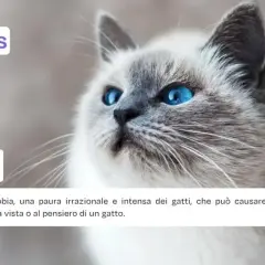 Un gatto dagli occhi blu intenso, con il testo "Ailurofobia" e la descrizione di questa paura dei gatti.