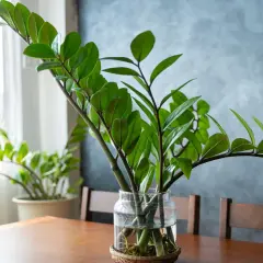 Zielony kwiat zamioculcas w szklanym wazonie, z korzeniami widocznymi w wodzie. W tle okno i inny kwiat.
