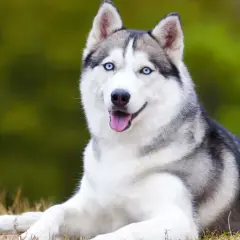 Jak wygląda husky? Poznaj charakterystyczne cechy i kolory tej pięknej rasy