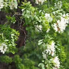Grube, poskręcane gałęzie robinia biała obciążone zwisającymi gronami białych kwiatów i zielonymi liśćmi.