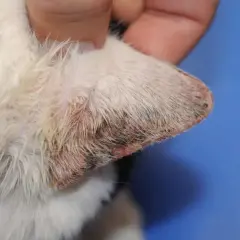 Oreille de chat blanc présentant une dermatite solaire, avec des zones rouges et croûteuses sur le bord.