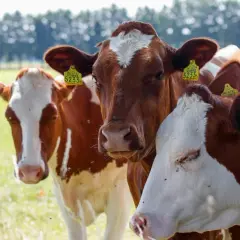 Tre mucche marroni e bianche in un prato verde, sembrano sognare. Hanno etichette gialle con numeri.