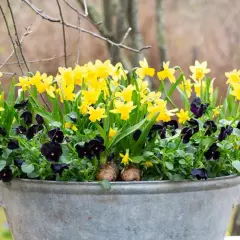 En zinkbalja fylld med gula påskliljor och mörklila penséer, redo att plantera påskliljor i kruka ute för att välkomna våren.
