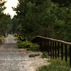Droga przez las z drewnianym płotem i kilkoma rowerzystami w oddali.