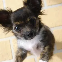 Un adorable chihuahua con pelos largos y orejas puntiagudas mira con curiosidad.