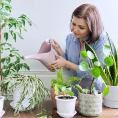 Kobieta podlewa rośliny w domu. Dowiedz się, jak często podlewać kwiaty w domu, by cieszyć się ich pięknem.