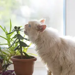 Puszysty kotek próbuje zjeść grubosz, zastanawiając się, czy kwiat kalanchoe czy jest trujący.