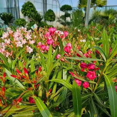 Kwitnący oleander w odcieniach różu i czerwieni, tworzący barwny dywan. Różne oleander kolory zachwycają w szklarni.