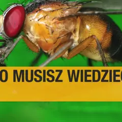 Zbliżenie na muszkę owocówkę. Dowiedz się, jak się pozbyć tych uciążliwych owadów.