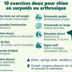 Conseils pour l'arthrose du chien : promenades douces, jeux de flair, natation. Évitez les sauts et escaliers.