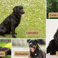 Un Labrador negro grande sentado en césped. Otros perros grandes: Cane Corso, Gran Danés, Rottweiler y Terranova.