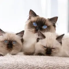 Trzy urocze koty rasy ragdoll krótkowłosy z niebieskimi oczami leżą blisko siebie na miękkim kocu.