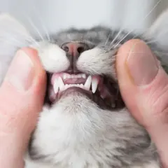 Garras afiladas y dientes de gato expuestos, un primer plano que podría ser un signo de rabia en gatos o simplemente una revisión dental.