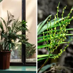 Dwie częściowe fotografie: po lewej palma chamedora w doniczce przy oknie, po prawej zbliżenie na jej kwitnienie z drobnymi żółtymi kuleczkami.