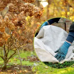 Jak skutecznie zabezpieczyć hortensję ogrodową na zimę, aby przetrwała?