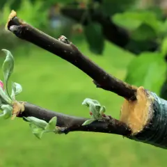 Ein junger Kirschbaum, gerade gepflanzt, zeigt erste zarte Blüten und Blätter.