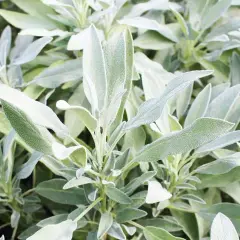 Foglie di salvia, nota per le sue proprietà benefiche.
