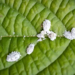 Petites cochenilles cotonneuses, certaines produisant du miellat, se déplacent sur une feuille verte.