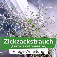 Ein Zickzackstrauch (Corokia cotoneaster) mit detaillierter Pflege-Anleitung.