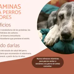 Un perro mayor, con pelaje grisáceo, descansa plácidamente. El texto informa sobre vitaminas para perros viejos y sus beneficios.