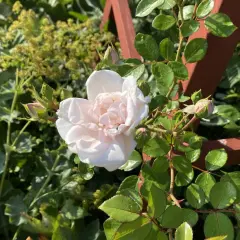 En ljusrosa ros blommar vid en träspaljé, omgiven av gröna blad och knoppar. En vacker syn att plantera rosor i trädgården.