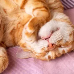Eine orange getigerte Katze schläft tief und fest, die Pfote vor dem Gesicht. Man kann fast hören, wie die Katze schnarcht.