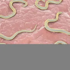 Larwy nicieni kręcą się w tkance, wywołując toksokarozę.