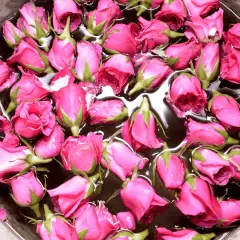 Viele pinke Rosenknospen schwimmen in Wasser. Ein Schritt, um rosenwasser selber machen.