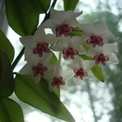 En klase vita hoya blommor med mörklila mitt. Bladen är gröna och frodiga.