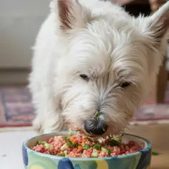 Perro blanco comiendo barf para perros con verduras picadas.