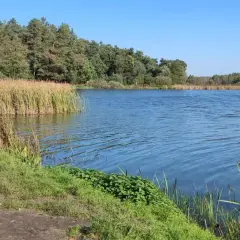 Spokojna tafla wody w Kozłowieckim Parku Krajobrazowym, otoczona trzcinami i lasem.
