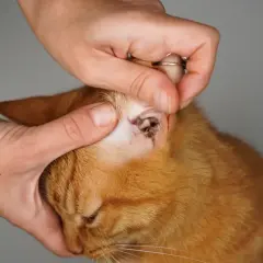 Eine Hand untersucht das Ohr einer orangefarbenen Katze, die sich am Ohr kratzt.