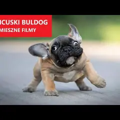 Najlepsze żarty o buldogach: Dawka śmiechu na każdą okazję