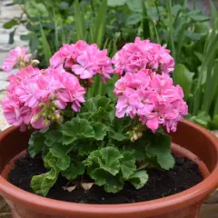 Piękne, różowe pelargonie w doniczce. Chcesz wiedzieć, jak pobudzić pelargonie do kwitnienia? Oto one, gotowe do zachwycania!