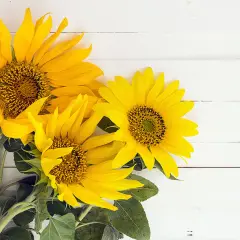 Composition florale avec trois tournesols éclatants sur fond de bois blanc.