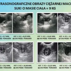 Ultrasonograficzne obrazy ciężarnej macicy suki z pomiarami i datami.