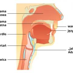Schematyczny przekrój głowy i szyi, ukazujący jamę nosową, jamę ustną, gardło, krtań, tchawicę, wargi, język i jabłko Adama. Anatomia zuchwy.