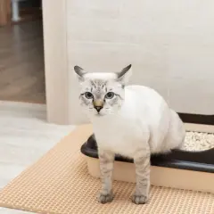 Un chat aux yeux bleus est assis dans sa litière, peut-être surveille-t-il les signes de calcul urinaire chat.