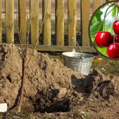 Sadzenie młodej czereśni. Wokół dołu z ziemią stoją łopata i wiadro. W okręgu wiszą dojrzałe czereśnie, symbol przyszłych owoców.